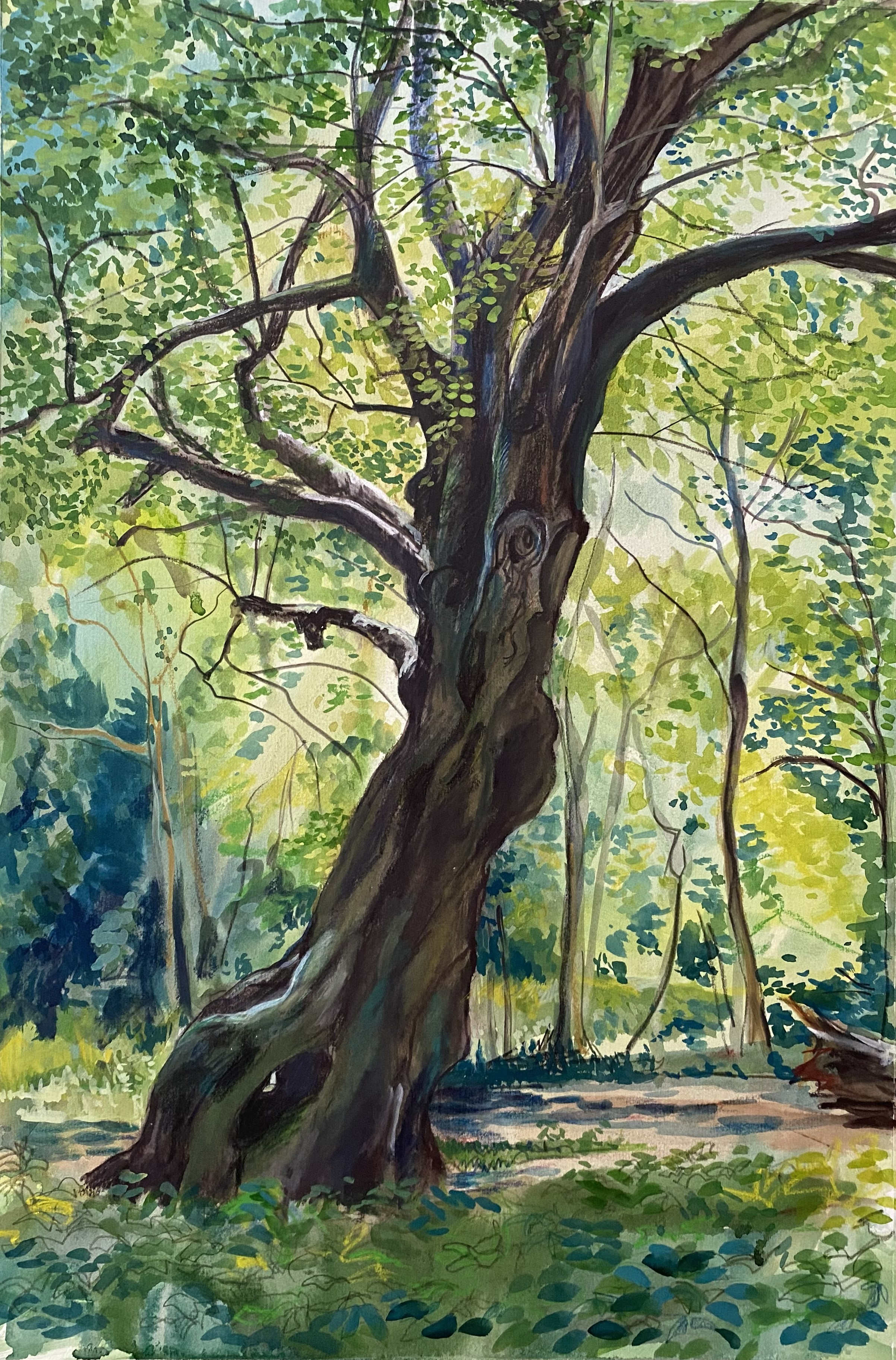 The Hollow Tree, Hampstead Heath